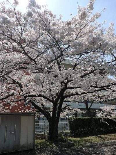 満開の桜と一緒に🌸