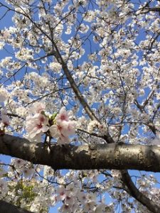 桜、満開♪