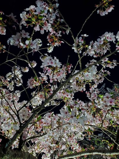 ココロココ高松の夜桜と・・・