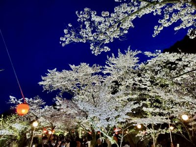 ココロココ高松の夜桜と・・・