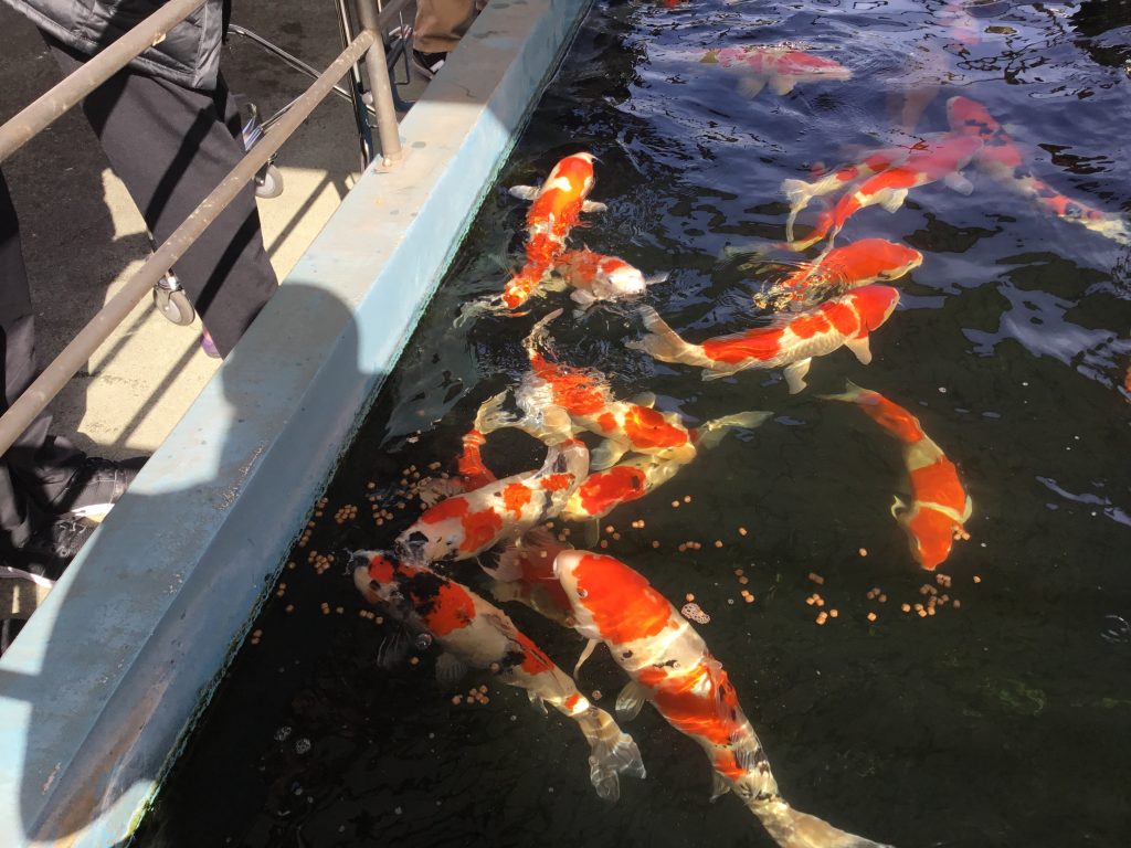 本日のレク🐟