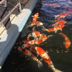 本日のレク🐟