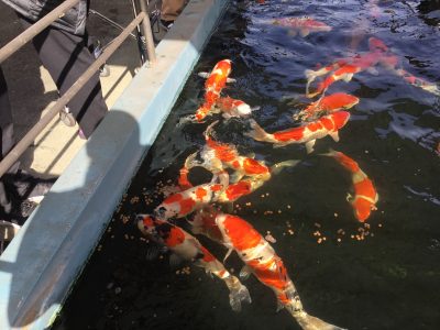 本日のレク🐟