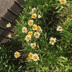 本日のレク🌻