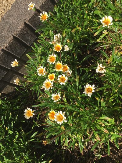 本日のレク🌻