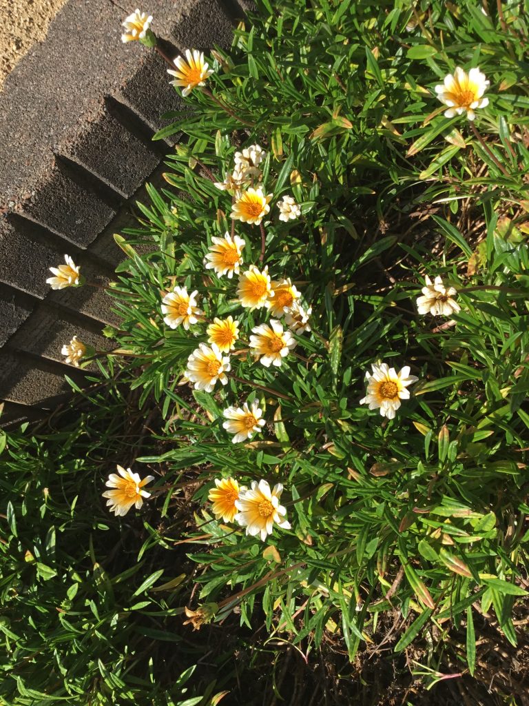 本日のレク🌻